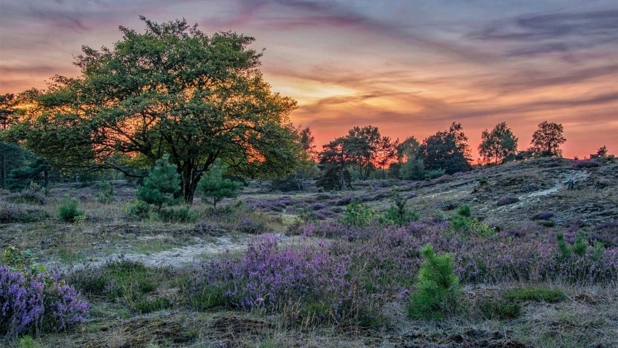 Molecaten Park Landgoed Ginkelduin Leersum エクステリア 写真